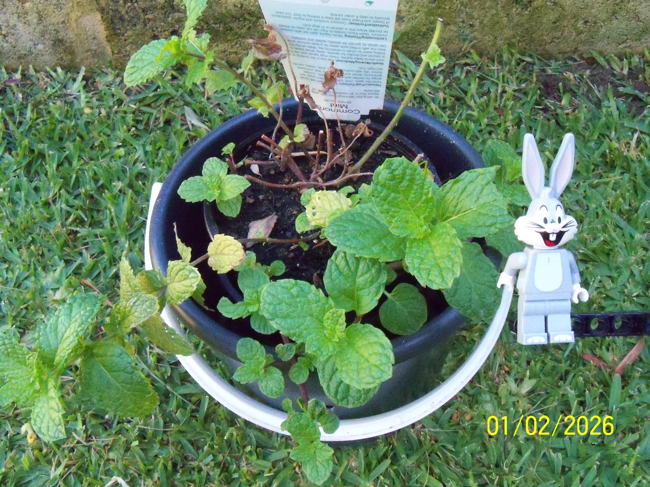 Sunday, 01 February 2026