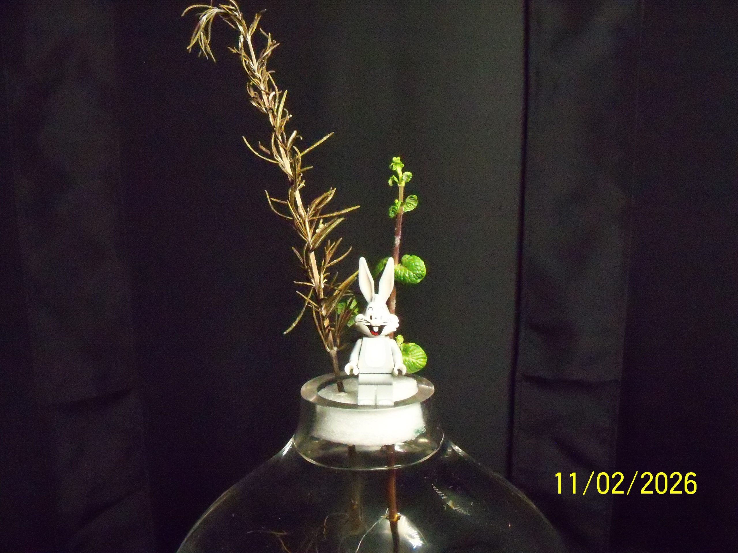 Wednesday, 11 February 2026